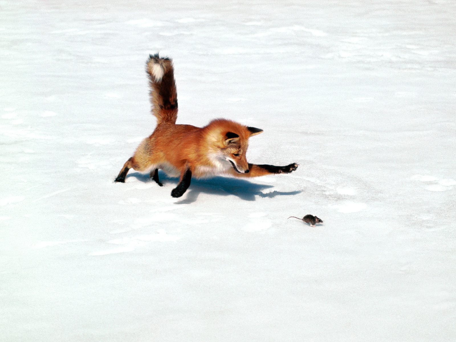 chasingasnackredfox.jpg